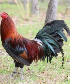 Penny Harold Brown gamefowl for sale