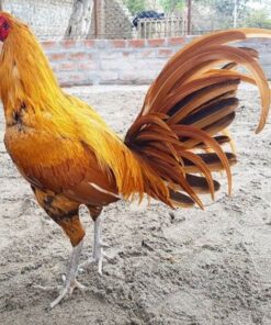 Peruvian rooster for sale