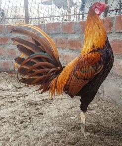 Peruvian rooster for sale