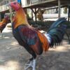 Peruvian rooster for sale