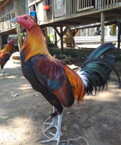 Peruvian rooster for sale