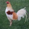 Pyle Gamefowl