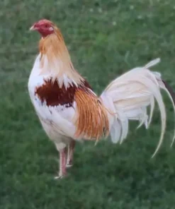 Pyle Gamefowl