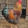 Gold Laced Wyandotte Roosters