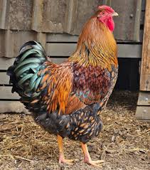 Gold Laced Wyandotte Roosters