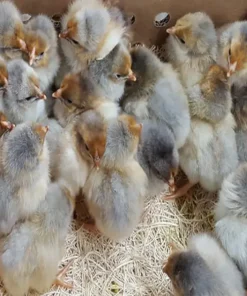 red Laced Gold Wyandotte