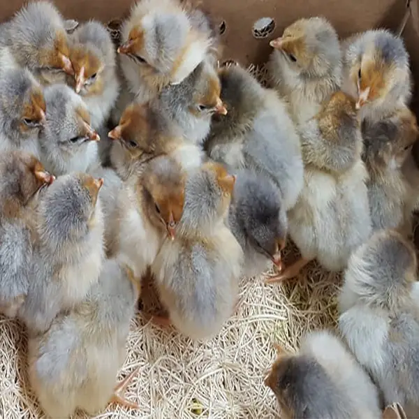 red Laced Gold Wyandotte