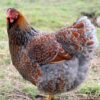 Gold Laced Wyandotte Hen