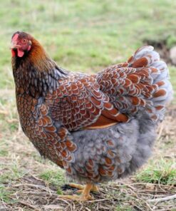 Gold Laced Wyandotte Hen