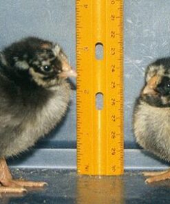 Silver Laced Wyandotte