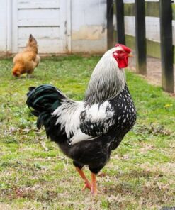 Silver Laced Wyandotte