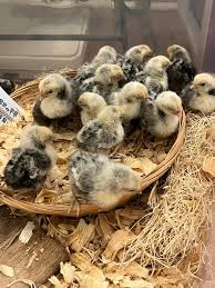Silver Sebright Bantam Chicks