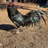 Warhorse Gamefowl