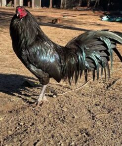 Warhorse Gamefowl