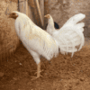 White Kelso Gamefowl