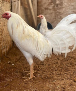White Kelso Gamefowl