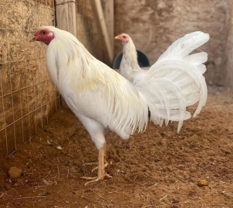 White Kelso Gamefowl