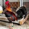 Whitehackle Gamefowl