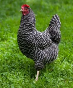 barred plymouth rock hens for sale near me