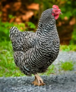 barred plymouth rock hens for sale near me