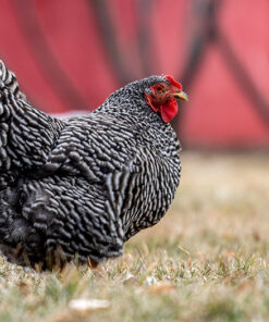 barred plymouth rock roosters for sale