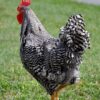 barred plymouth rock roosters for sale