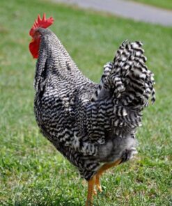 barred plymouth rock roosters for sale