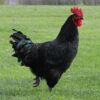 black australorp roosters for sale near me