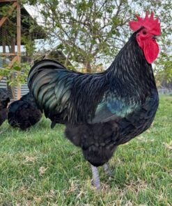 black australorp roosters for sale near me