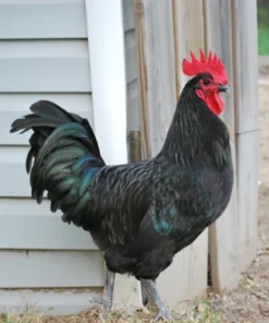black australorp roosters for sale near me
