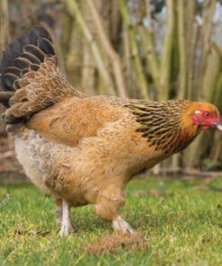 buff brahma bantam chickens for sale near me