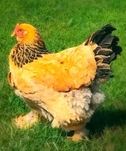 buff brahma bantam chickens for sale near me