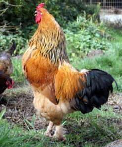 buff brahma roosters for sale near me