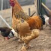 buff brahma roosters for sale near me