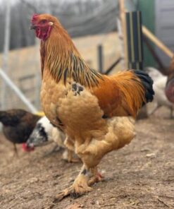 buff brahma roosters for sale near me