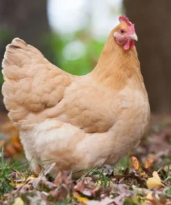 buff orpington hens for sale near me