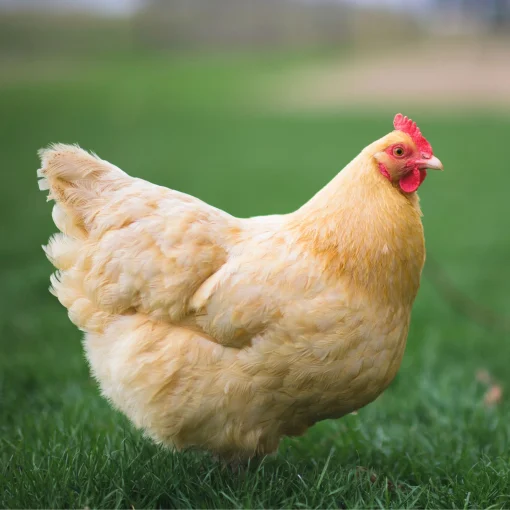 buff orpington hens for sale near me