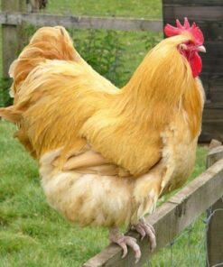 buff orpington roosters for sale near me