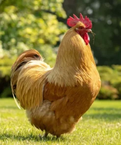 buff orpington roosters for sale near me
