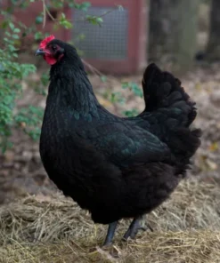 buy australorp chickens near me