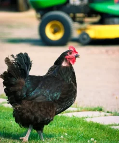 buy australorp chickens near me