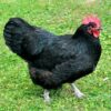 buy australorp chickens near me