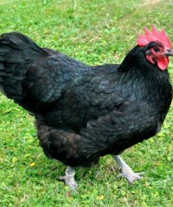 buy australorp chickens near me