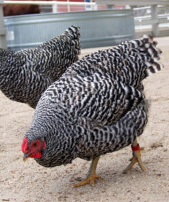 dominique hens for sale near me