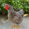 dominique hens for sale near me