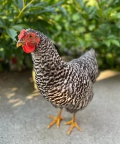 dominique hens for sale near me
