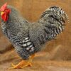 dominique roosters for sale near me
