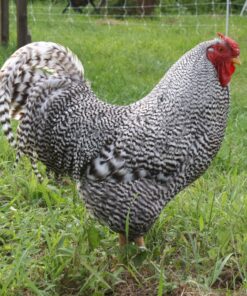 dominique roosters for sale near me