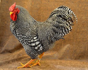 dominique roosters for sale near me