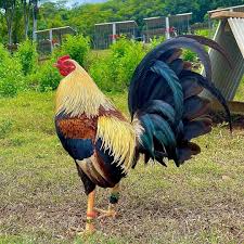 Lightening Gamefowl